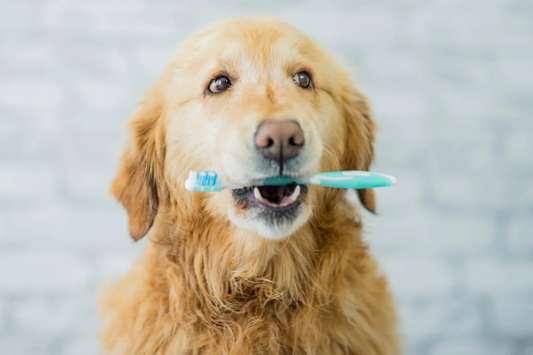 Natural Remedies for Fresh Pet Breath: Safe and Effective Solutions