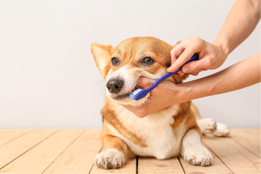 The Best Dental Treats and Chews for Your Pet: A Simple Guide for Every Pet Parent