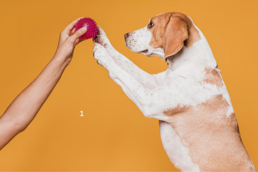 5 Signs Your Dog Needs Paw Balm (And How to Choose the Right One)