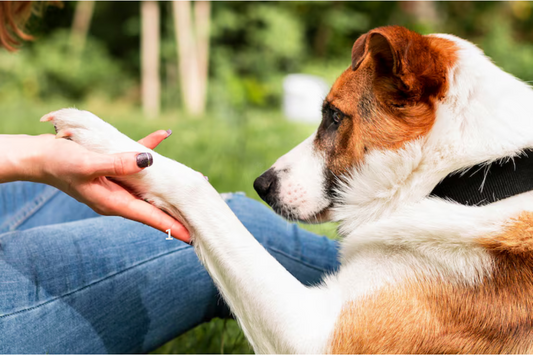 Paw Balm Recipes: DIY Natural Solutions for Cracked & Dry Paws