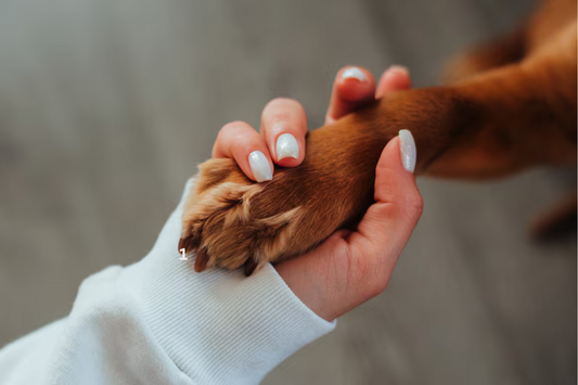 When and How to Use Paw Balm: A Seasonal Guide for Pet Owners