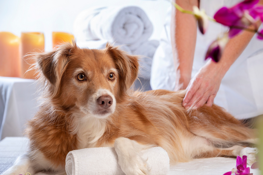 Why Coconut Oil is a Must-Have for Every Pet Parent 🐶🐱
