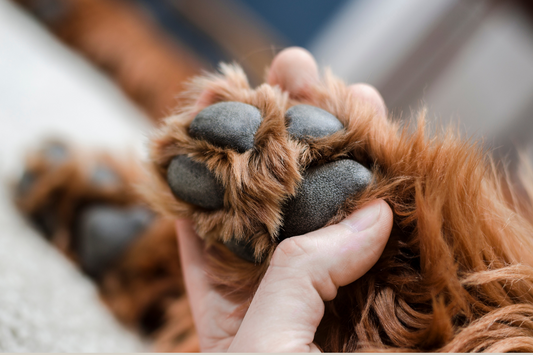 Why Pet Paw Care Matters & How Coconut Oil Protects Them 🐾🥥