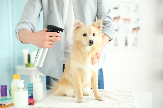 Why Pet Deodorizers are Essential for a Fresh & Healthy Home
