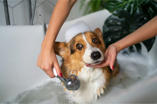 How to Use Coconut Oil for Your Pet: Dosage, Application Tips, and FAQs