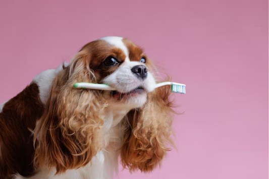 Why Pet Dental Care Matters: The Hidden Dangers of Poor Oral Hygiene