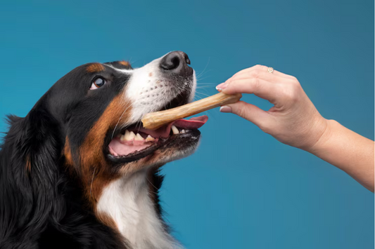 The Ultimate Guide to Brushing Your Pet’s Teeth: Tips and Tricks for a Healthy Smile