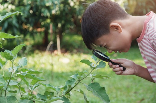 The Best Natural Ingredients for Lice Treatment