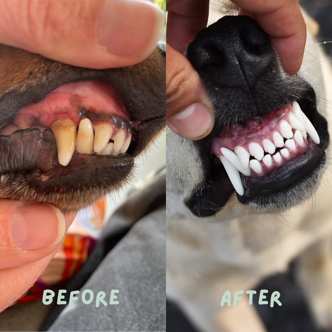 Toothpaste for Pets, Ingestion Safe