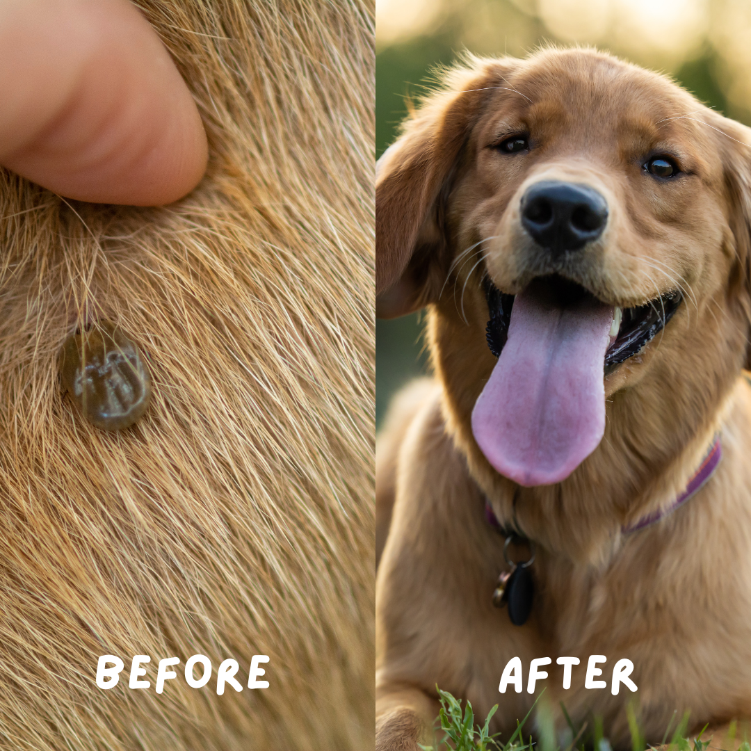 Flea & Tick Repellant Spray for Pets