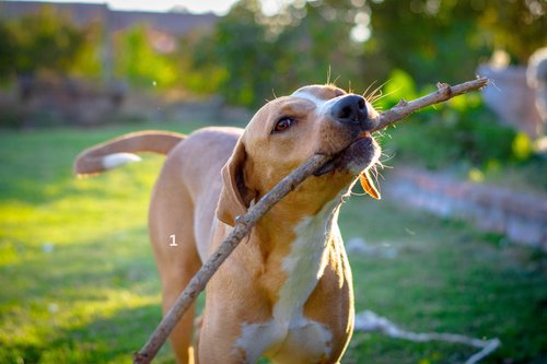 Paw Balm vs. Booties: Which Is Better for Your Dog’s Paws?