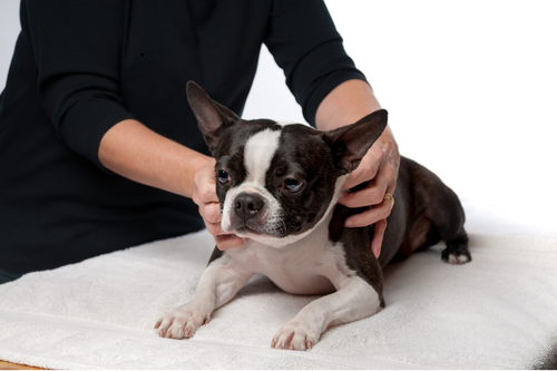 Is Coconut Oil Safe for Pets? Benefits and Risks Every Pet Owner Should Know