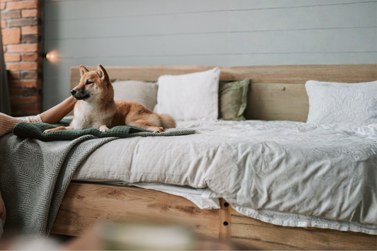 🎄🐾 Winter & Christmas Care for Pets: Do’s and Don’ts