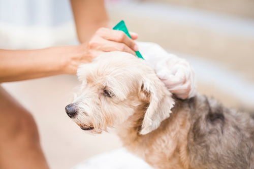 Why Flea and Tick Removal Products are a Must-Have for Every Pet Parent