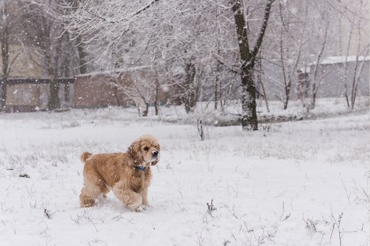 Winter Dog Care Guide: Paw Balm, Ear Cleaning & Oil Massage Every Pet Parent Should Know 🐶❄️