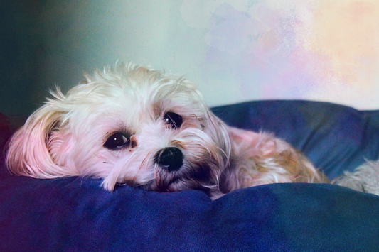 Holi & Pet Care: Keeping Your Furry Friend Safe, Clean & Happy 🐾🌈