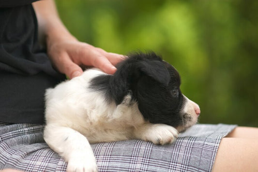 Pet Massage