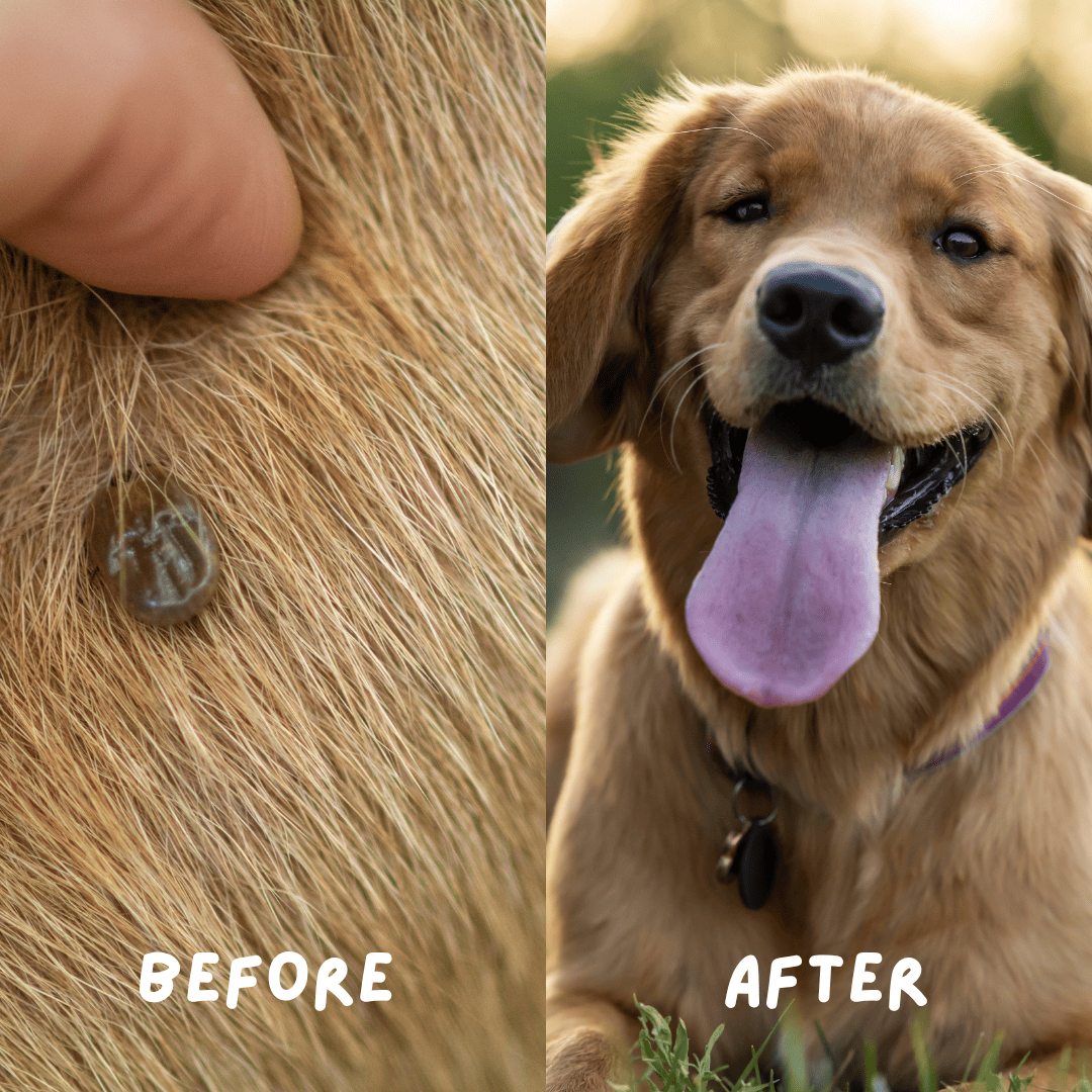 Organic Flea & Tick Pet Shampoo and Long Grip Coat Comb